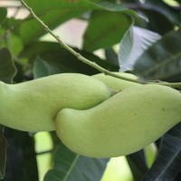 Mangifera indica L.